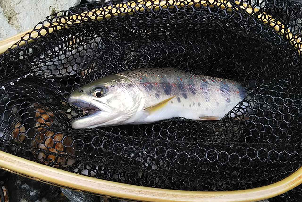 【行ってみた】静岡県白倉川で渓流釣りデイキャンプ！　テンカラの魅力・注意点など