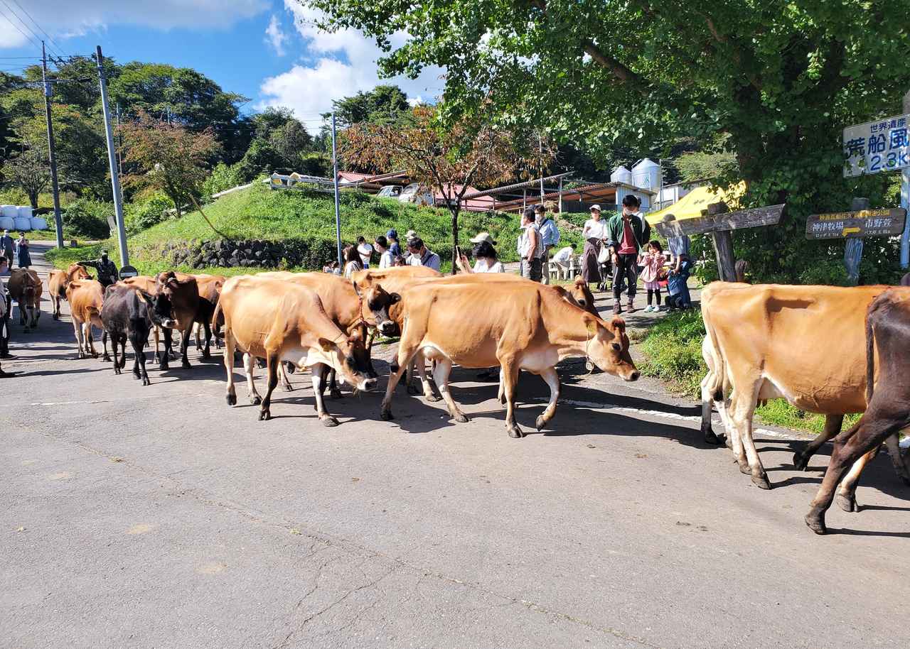 『神津牧場』（群馬県下仁田）は動物たちとキャンプが楽しめる！日本最古の牧場は見どころ満載