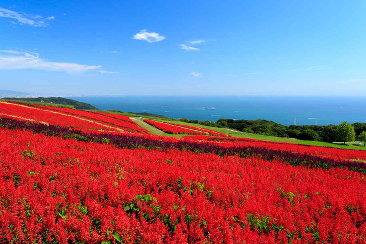 大阪近郊の「秋の花観賞スポット」へ！