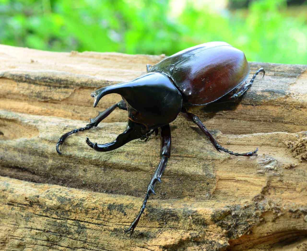 【関東】カブトムシが捕れるキャンプ場7選！採集から飼育方法まで徹底解説