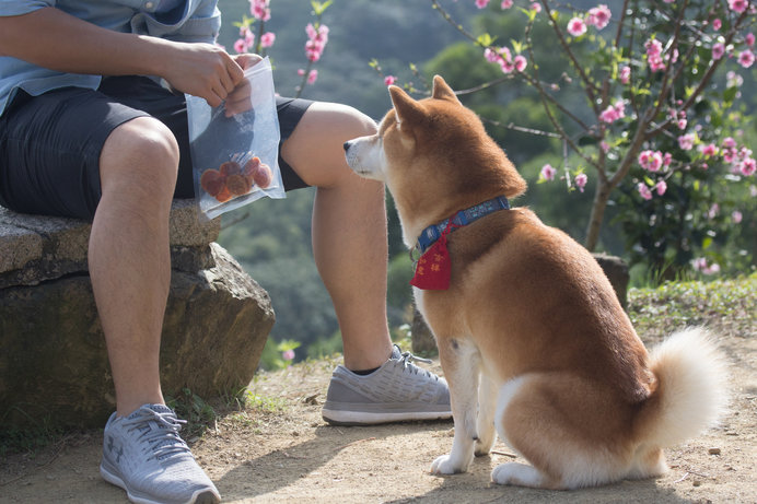 愛犬のおやつ、どうしていますか？〈おやつの与え方5つのポイント〉