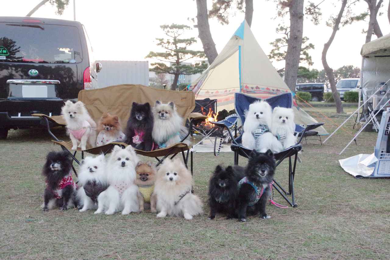 【愛知県・岐阜県】犬の同伴OKのおすすめキャンプ場3選　犬用の便利グッズも紹介！