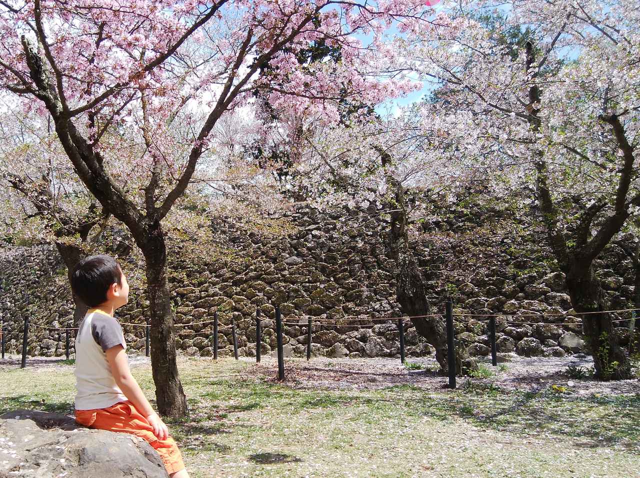 【長野県の桜の名所】小諸城址懐古園で桜を楽しもう！　秋の紅葉もおすすめ