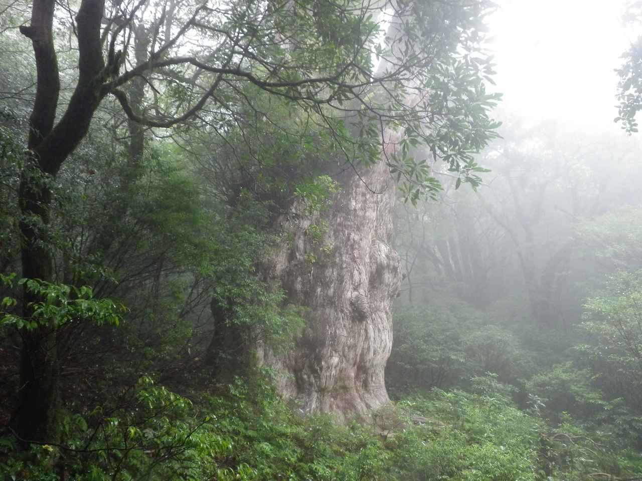 【世界自然遺産・屋久島】縄文杉トレッキングに挑戦 　ベストシーズン・持ち物・マナーなど登山情報