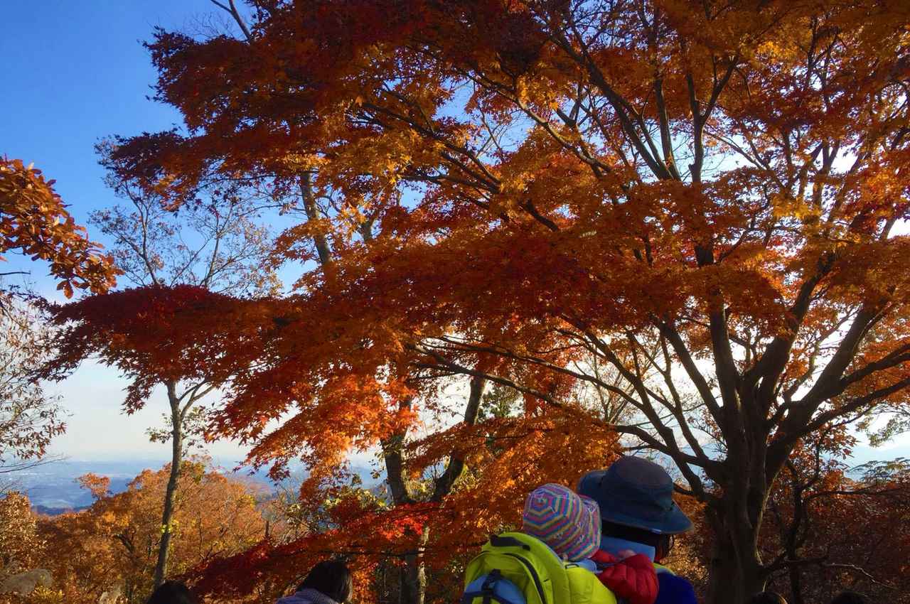 【子連れ登山】紅葉の高尾山へ家族でハイキング　コースが色々あり初心者におすすめ！