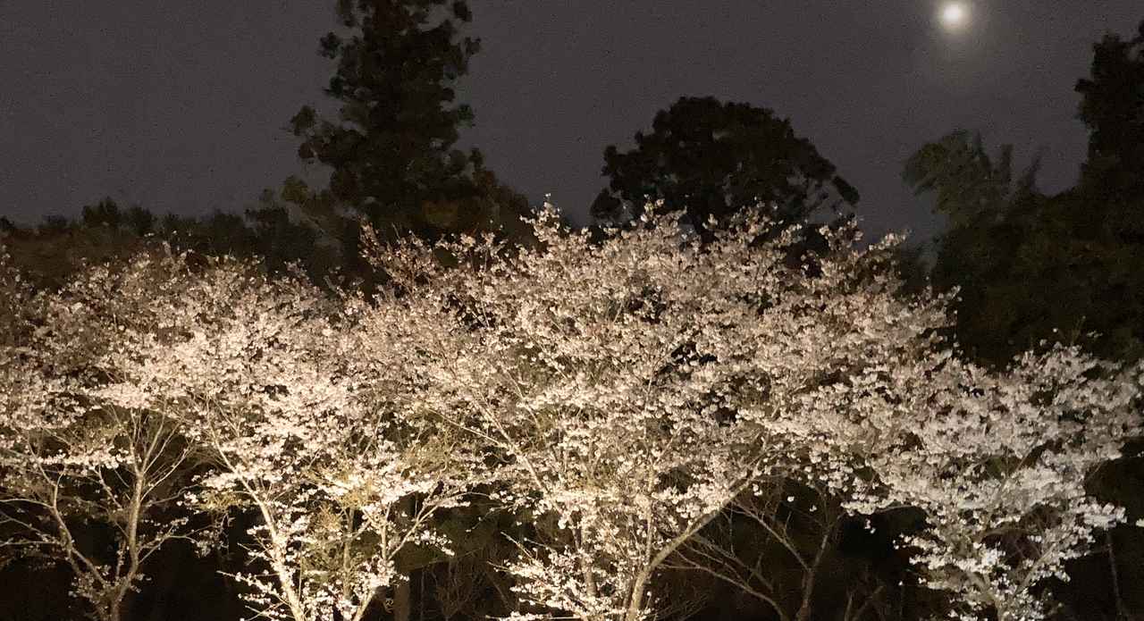 春だ！お花見キャンプで夜桜も楽しもう！意外と簡単にライトアップする方法＆おすすめキャンプ場も紹介