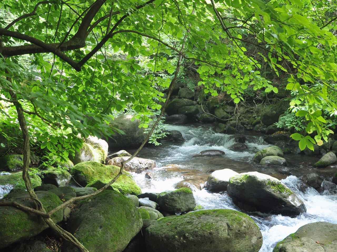 【おすすめハイキングスポット】栃木県『尚仁沢湧水』　天然の湧き水と美しい森林浴に癒される