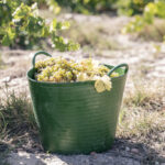 タブトラッグスとゴリラの違いを比較！キャンプにおすすめの最強バケツ