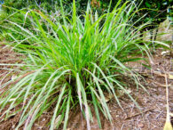 レモングラスの使い方とは？おすすめのレシピや料理以外の使い方を紹介