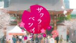 【ハピキャン出展】テレビとお寺のお花見会『サクラベツイン2026』！3月28日・29日は名古屋「東別院」へ集まれ♪